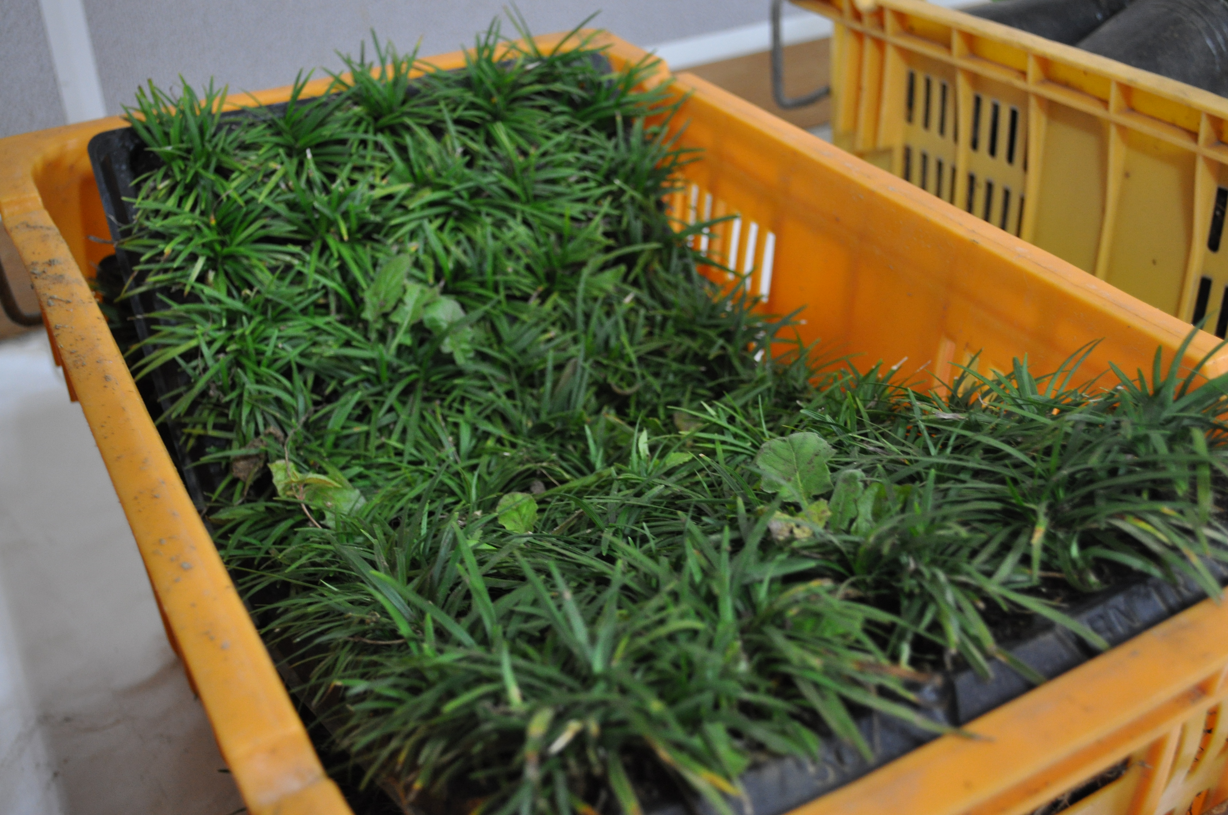 도시생활농업 활성화 생활원예 교육(1차수,2011.9.8)